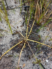 Capnophyllum lutzeyeri