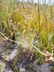 Capnophyllum lutzeyeri