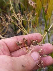 Capnophyllum lutzeyeri