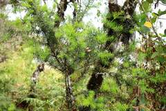 Podocarpus glomeratus