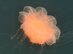 Cyanea capillata
