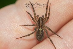 Trochosa terricola