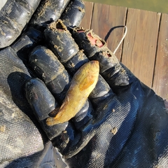 Chasmodes bosquianus