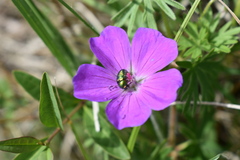 Cryptocephalus sericeus