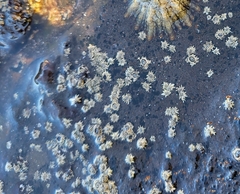 Chthamalus stellatus