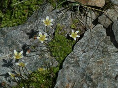 Saxifraga bryoides