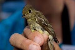 Empidonax difficilis