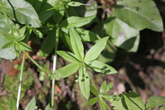 Galium mexicanum asperulum