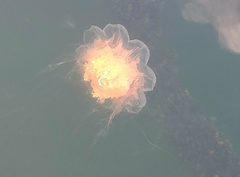 Cyanea capillata