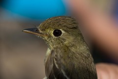 Empidonax difficilis