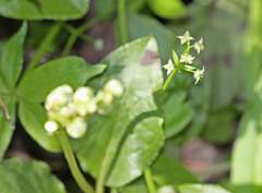 Galium mexicanum asperulum