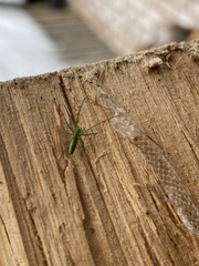 Tetragnatha viridis