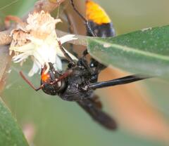 Synagris