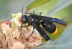 Synagris