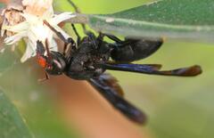 Synagris