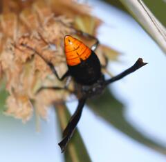 Synagris