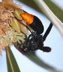 Synagris