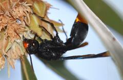 Synagris