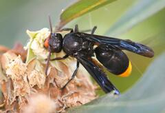 Synagris