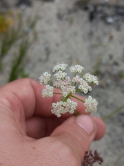 Dasispermum grandicarpum