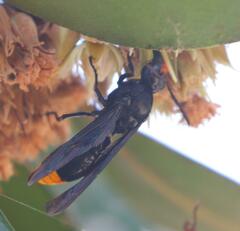 Synagris