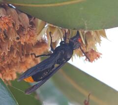 Synagris