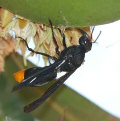 Synagris