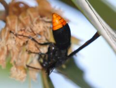 Synagris