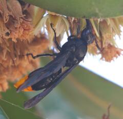 Synagris