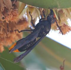 Synagris