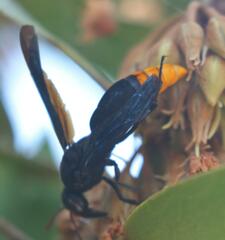 Synagris