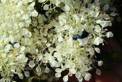 Melyris
