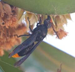 Synagris