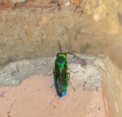 Chrysis lincea