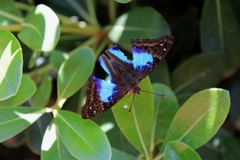 Doxocopa laurentia laurentia