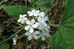 Clerodendrum canescens
