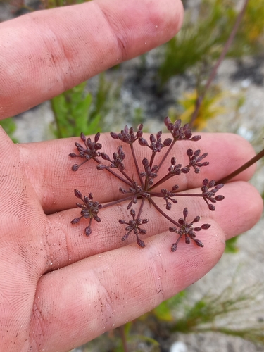 Image of Dasispermum grandicarpum by (c) Brian du Preez, some rights reserved (CC BY-SA)