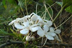 Clerodendrum canescens