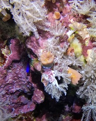 Cladopsammia gracilis