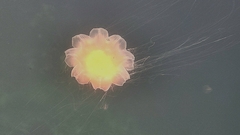 Cyanea capillata