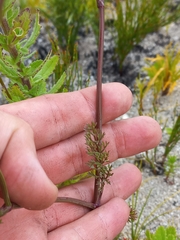 Dasispermum grandicarpum