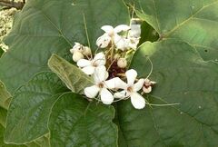 Clerodendrum canescens