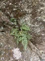 Asplenium montanum