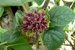 Clerodendrum canescens