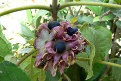 Clerodendrum canescens