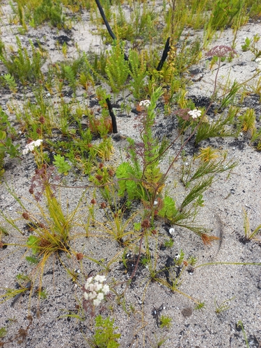 Image of Dasispermum grandicarpum by (c) Brian du Preez, some rights reserved (CC BY-SA)