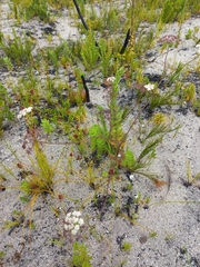 Dasispermum grandicarpum