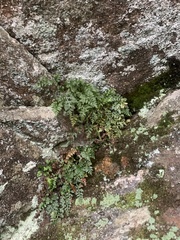 Asplenium montanum