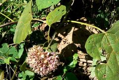 Clerodendrum canescens