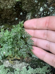 Asplenium montanum